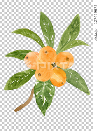 手繪水彩畫的枇杷果實和枝葉 127439672