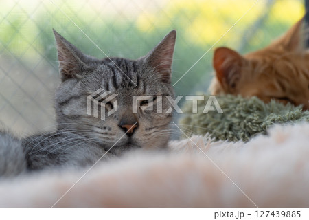 窓辺で眠る猫　サバトラ猫 127439885