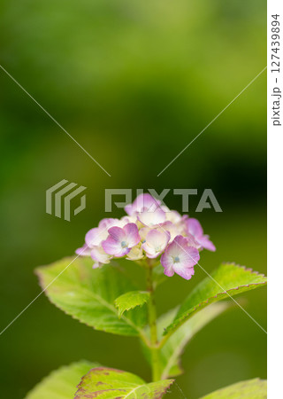 綺麗な紫陽花 綺麗な紫陽花 127439894