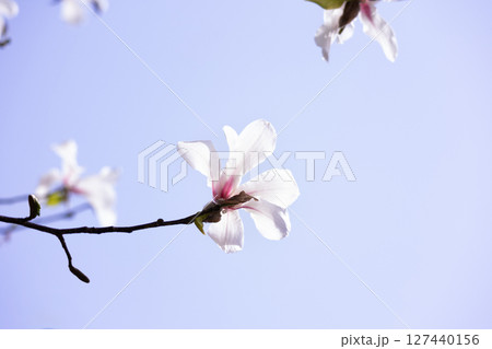 キタコブシ・D 127440156