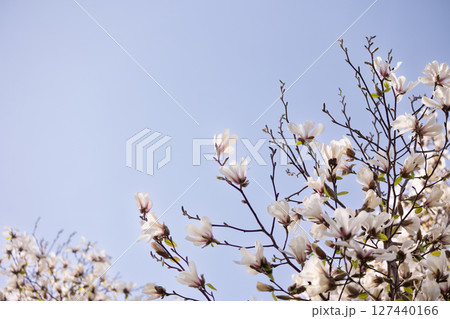 キタコブシ・E 127440166