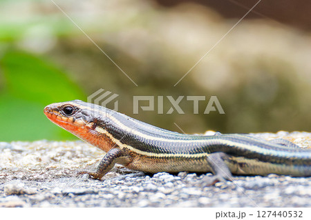 ニホントカゲ幼体の側面、クローズアップ ニホントカゲ幼体の側面、クローズアップ 127440532