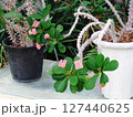 ハナキリン　Euphorbia milii 127440625