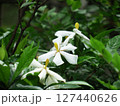 クチナシ　Gardenia jasminoides 127440626