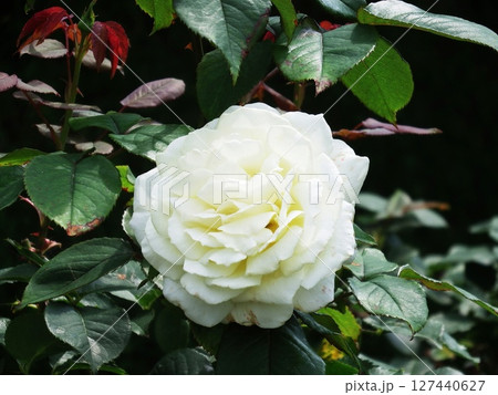 バラ　ロイヤル_プリンセス　Rose　Rosa 127440627
