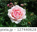 バラ　Rose　Rosa 127440628