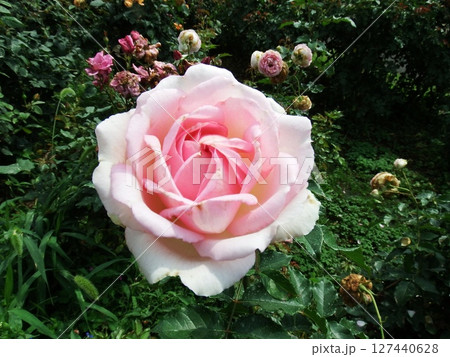 バラ　Rose　Rosa 127440628