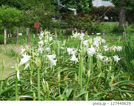 アマリリス Amaryllis アマリリス Amaryllis 127440629