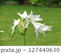 アマリリス　Amaryllis 127440630
