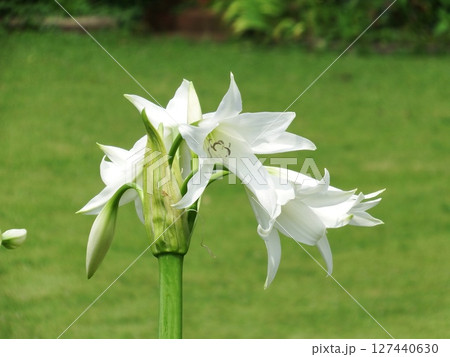 アマリリス Amaryllis アマリリス Amaryllis 127440630