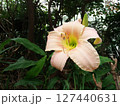 ヘメロカリス　Hemerocallis 127440631