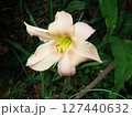 ヘメロカリス　Hemerocallis 127440632