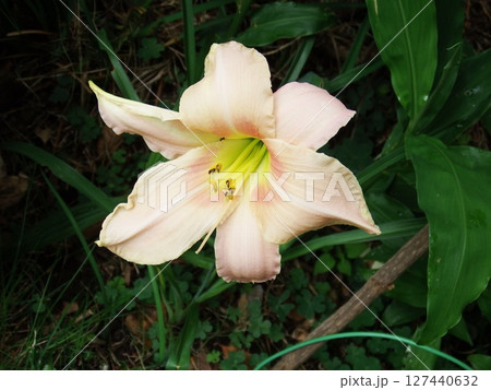 ヘメロカリス Hemerocallis ヘメロカリス Hemerocallis 127440632