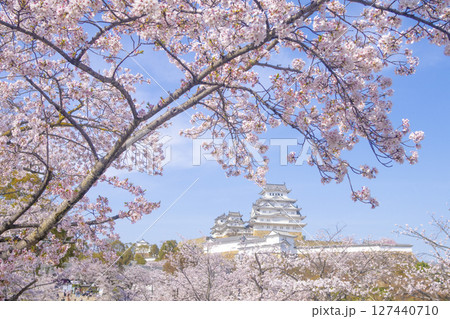 姫路城と桜 姫路城と桜 127440710
