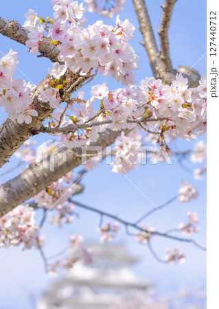 姫路城と桜 127440712