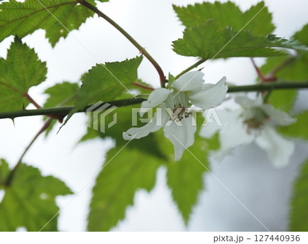 モミジイチゴの花 127440936