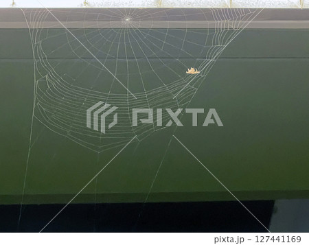 クモ 蜘蛛 スパイダー 127441169