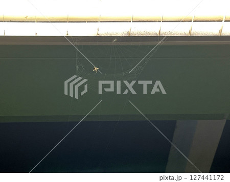 クモ 蜘蛛 スパイダー 127441172