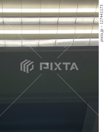 クモ 蜘蛛 スパイダー 127441173