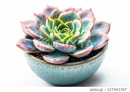 Plant in a small ceramic pot. Succulent with thick, fleshy leaves in ceramic pot on a white background. 127441307