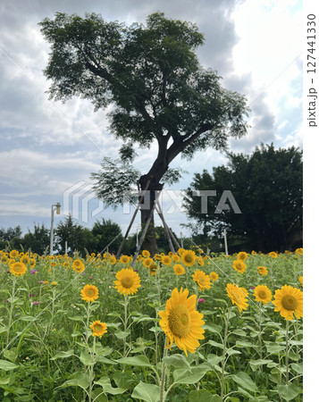 公園 パーク 園 127441330