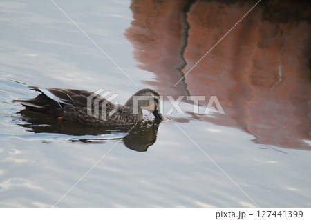 荒尾市　港　野鳥、 127441399