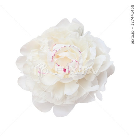 Close up of perfect beautiful white peony flower, isolated on a transparent background, for a design projects 127441458