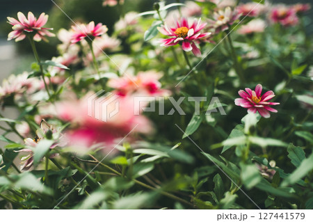 百日草 127441579