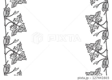Line art botanical floral vertical border with grapevine isolated on white background. Hand drawn outline vine plant with long stem and leaves vector illustration. Graphic design element for Birthday 127441603
