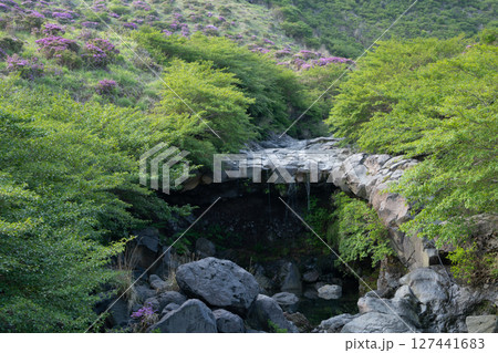 （熊本県）ミヤマキリシマが美しい、阿蘇山・仙酔峡（せんすいきょう）の滝 127441683
