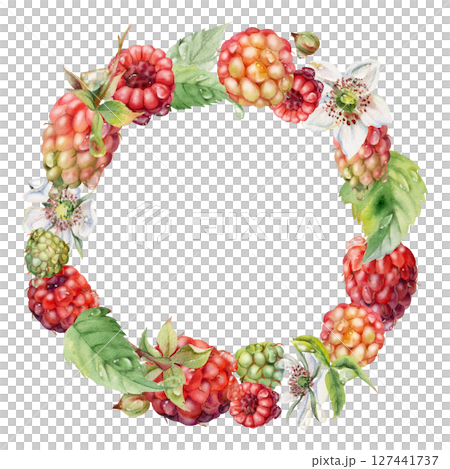 Raspberry wreath with flowers berries leaves in dew drops, water splash hand drawn in watercolor. Ripe garden forest dewberry cloudberry mulberry isolated circle frame. Fresh grocery drinks, preserves 127441737