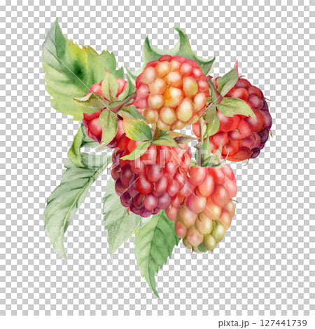 Raspberry ripe berries hanging in group with leaves, stalks hand drawn in watercolor, dewberry cloudberry mulberry loganberry. Cut out botanical boutonniere illustration. Farmer calendar, florist shop 127441739