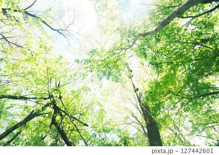 記憶の中の森林,nature in memory 記憶の中の森林,nature in memory 127442601
