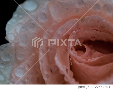 大雨の5月に美しく咲いた淡いピンク色のバラ 大雨の5月に美しく咲いた淡いピンク色のバラ 127442804