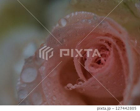 大雨の5月に美しく咲いた淡いピンク色のバラ 127442805