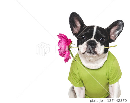 Cute puppy and bouquet of red peonies Cute puppy and bouquet of red peonies 127442870