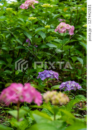 カラフルな紫陽花 カラフルな紫陽花 127442881