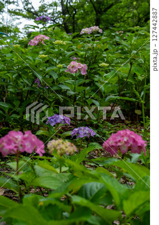 紫陽花彩り 127442887
