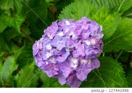 紫陽花クローズアップ 紫陽花クローズアップ 127442898