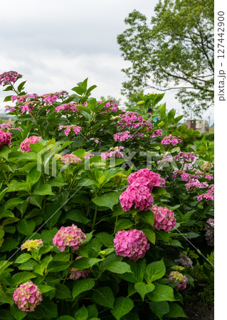 斜面に咲く紫陽花 127442900
