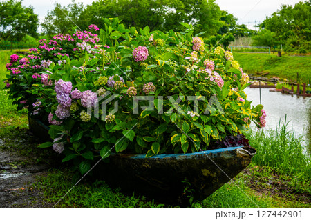 紫陽花の舟盛り 紫陽花の舟盛り 127442901