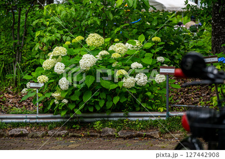 自転車と梅雨時に咲く紫陽花 自転車と梅雨時に咲く紫陽花 127442908
