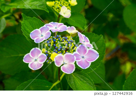 美しい額紫陽花 127442916