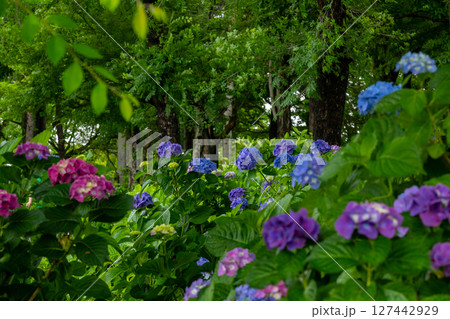 初夏の紫陽花園に咲いた紫陽花 初夏の紫陽花園に咲いた紫陽花 127442929