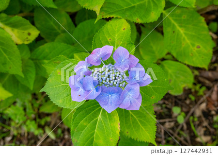紫陽花一輪 紫陽花一輪 127442931