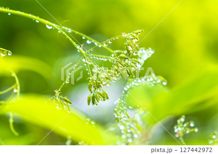 朝日を受けて輝く、水滴を纏った植物 127442972