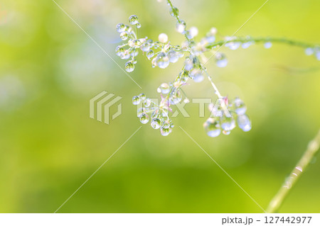朝日を受けて輝く、水滴を纏った植物 127442977