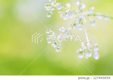 朝日を受けて輝く、水滴を纏った植物 朝日を受けて輝く、水滴を纏った植物 127443059