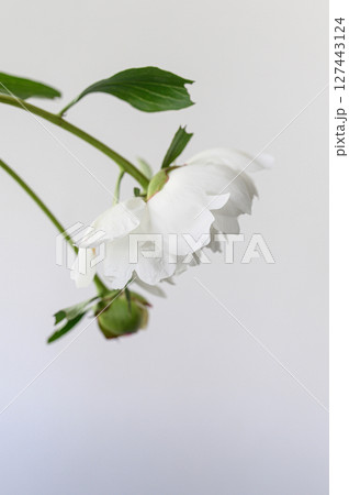 Close up a a delicate white peony of with flower closed bud and green leaves hanging against a simple background Close up a a delicate white peony of with flower closed bud and green leaves hanging against a simple background 127443124