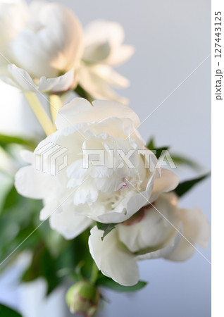 Delicate white peonies flower bloom in soft showcasing elegant their light, petals and exuding purity and beauty background Delicate white peonies flower bloom in soft showcasing elegant their light, petals and exuding purity and beauty background 127443125